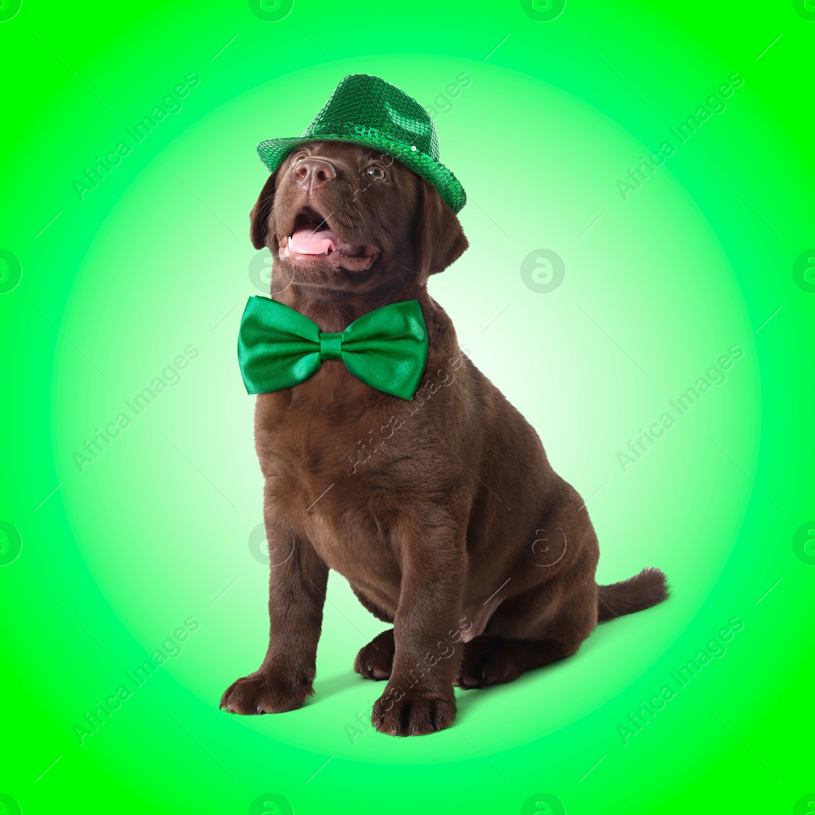 Image of St. Patrick's day celebration. Cute Chocolate Labrador puppy with hat and bow tie on green background