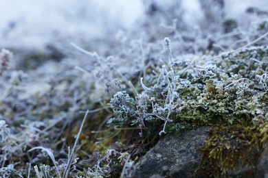 Photo of Beautiful plants covered with hoarfrost on stone outdoors