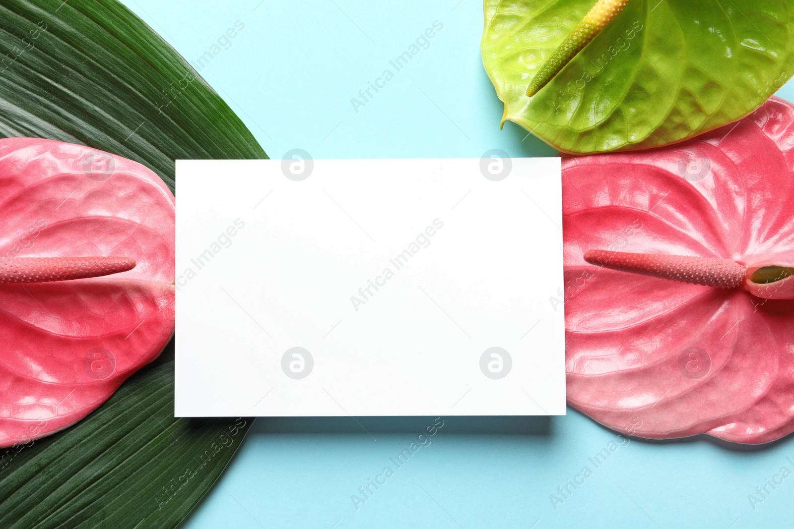 Photo of Creative composition with tropical flowers, green foliage and card on color background, top view