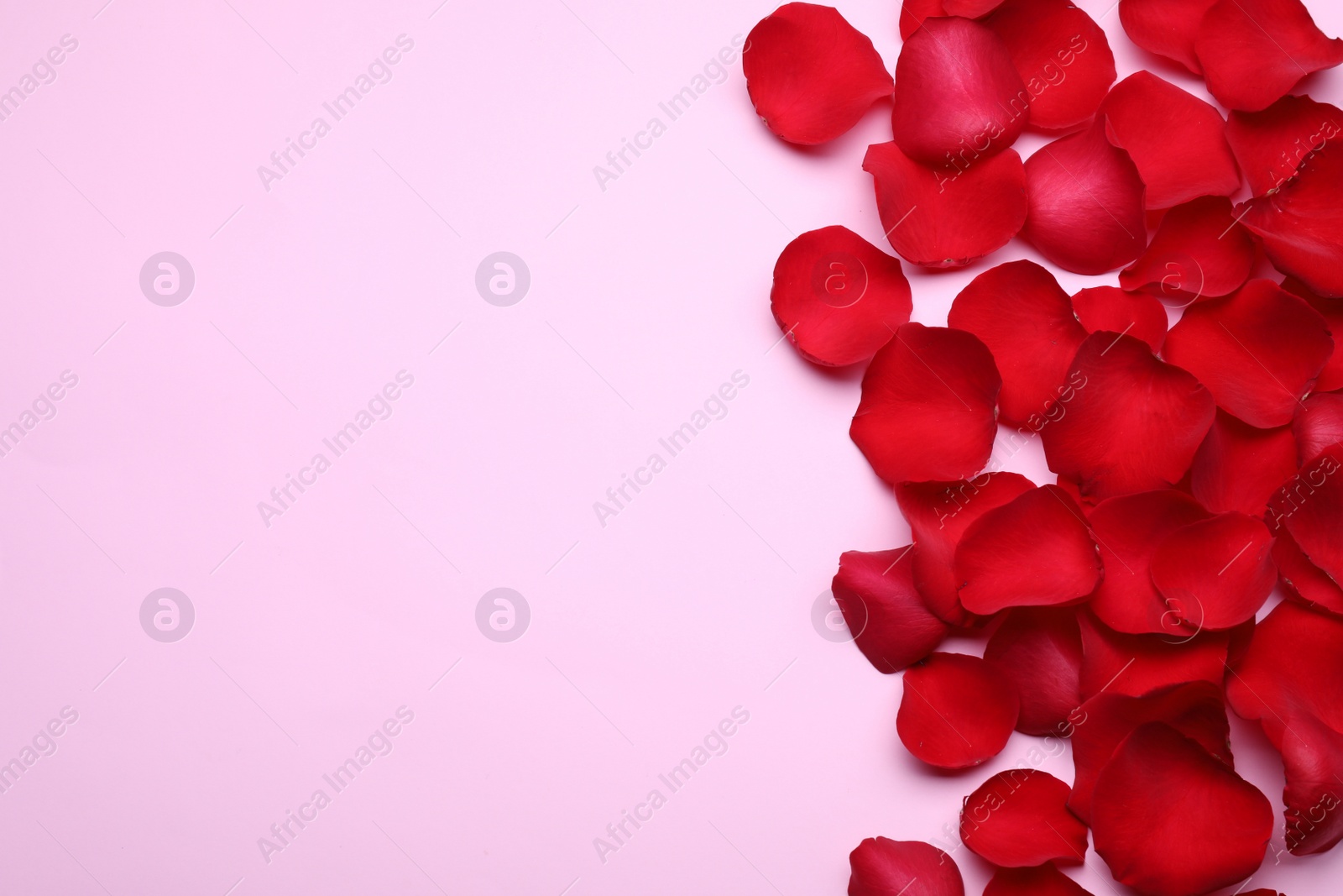 Photo of Beautiful red rose flower petals on pink background, flat lay. Space for text