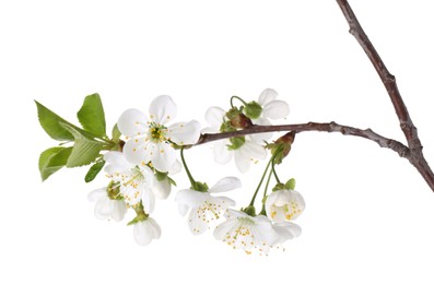 Spring branch with beautiful blossoms and leaves isolated on white