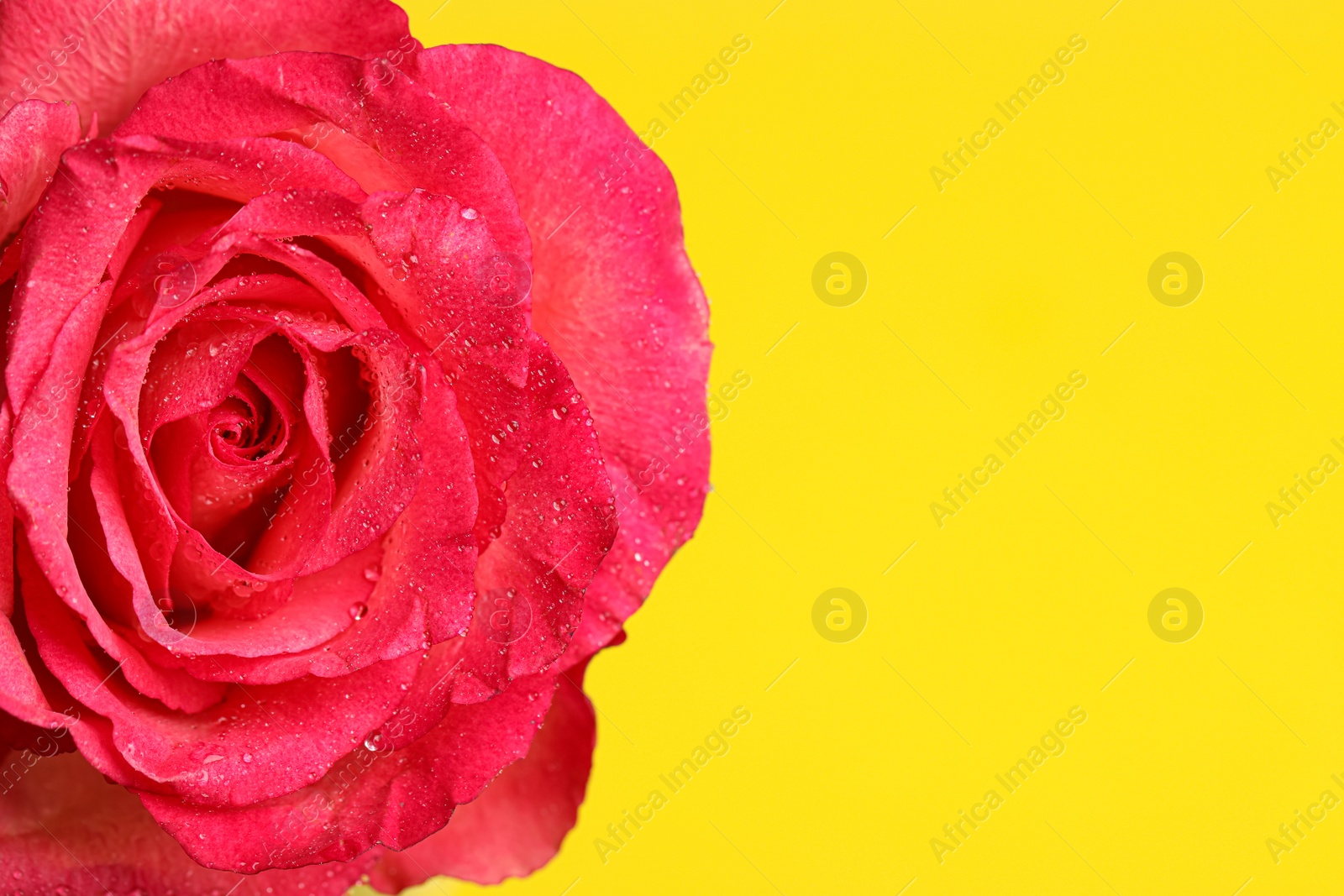 Photo of Beautiful pink rose flower with water drops on yellow background, closeup. Space for text