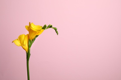 Photo of Beautiful yellow freesia flower on pink background. Space for text