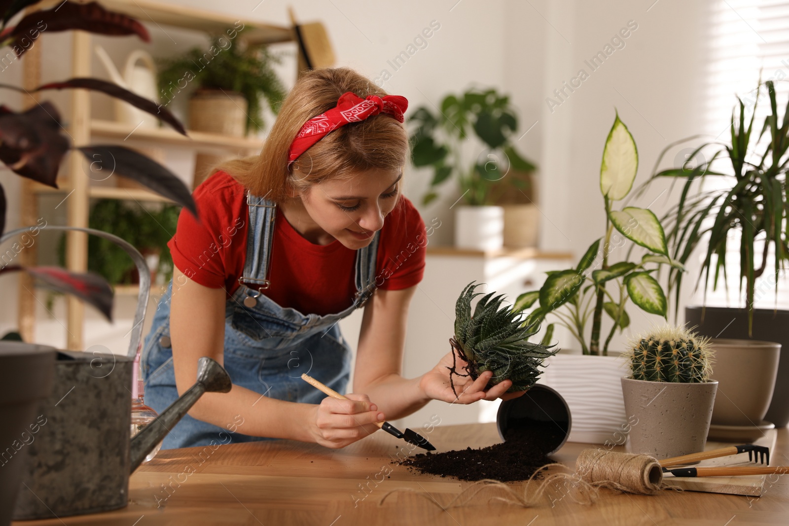 Photo of Young woman potting succulent plant at home. Engaging hobby