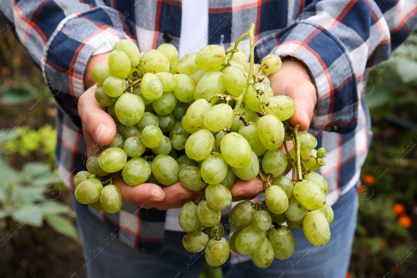 Photo of Farmer holding bunch of ripe grapes in vineyard, closeup