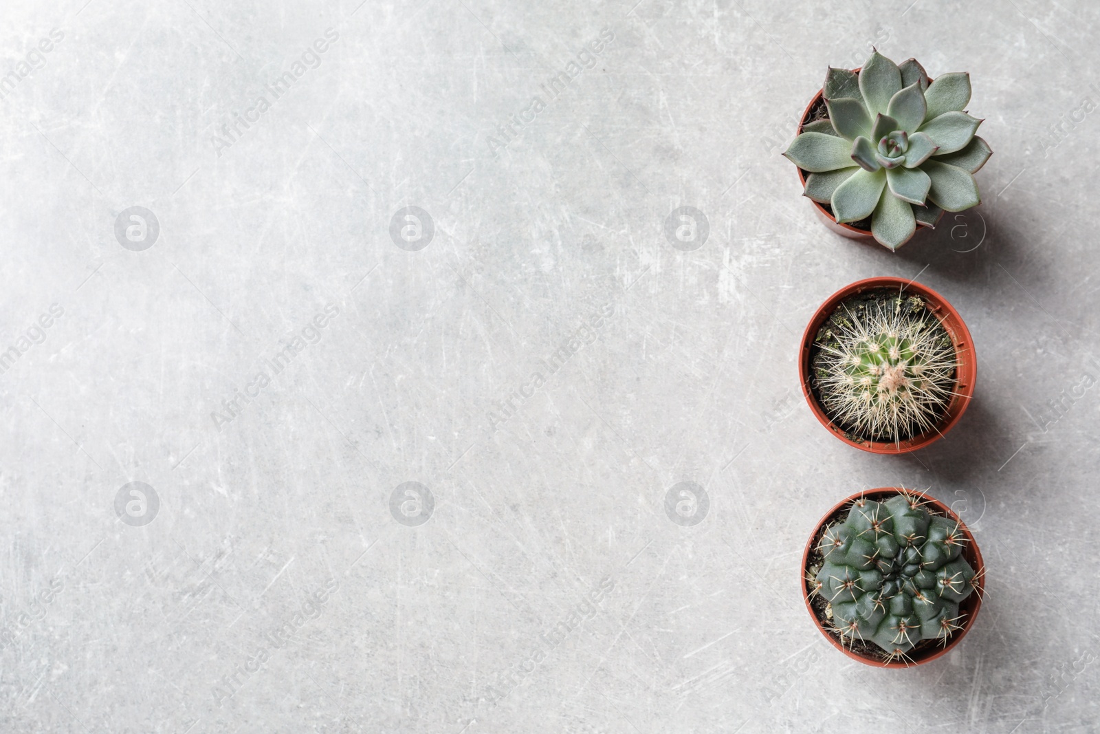 Photo of Flat lay composition with different succulent plants in pots on grey table, space for text. Home decor