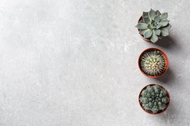 Flat lay composition with different succulent plants in pots on grey table, space for text. Home decor