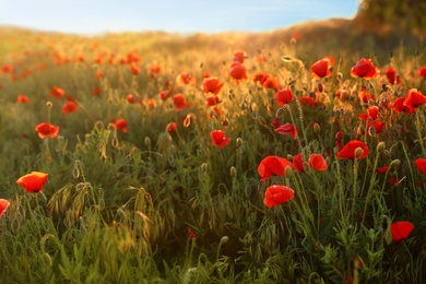 Photo of Sunlit field of beautiful blooming red poppy flowers and blue sky