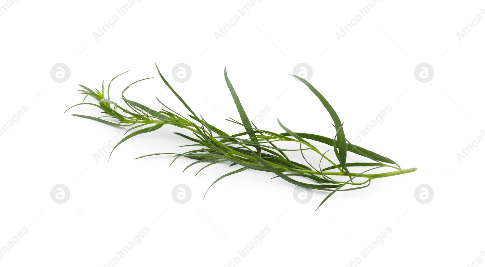 Photo of One sprig of fresh tarragon on white background