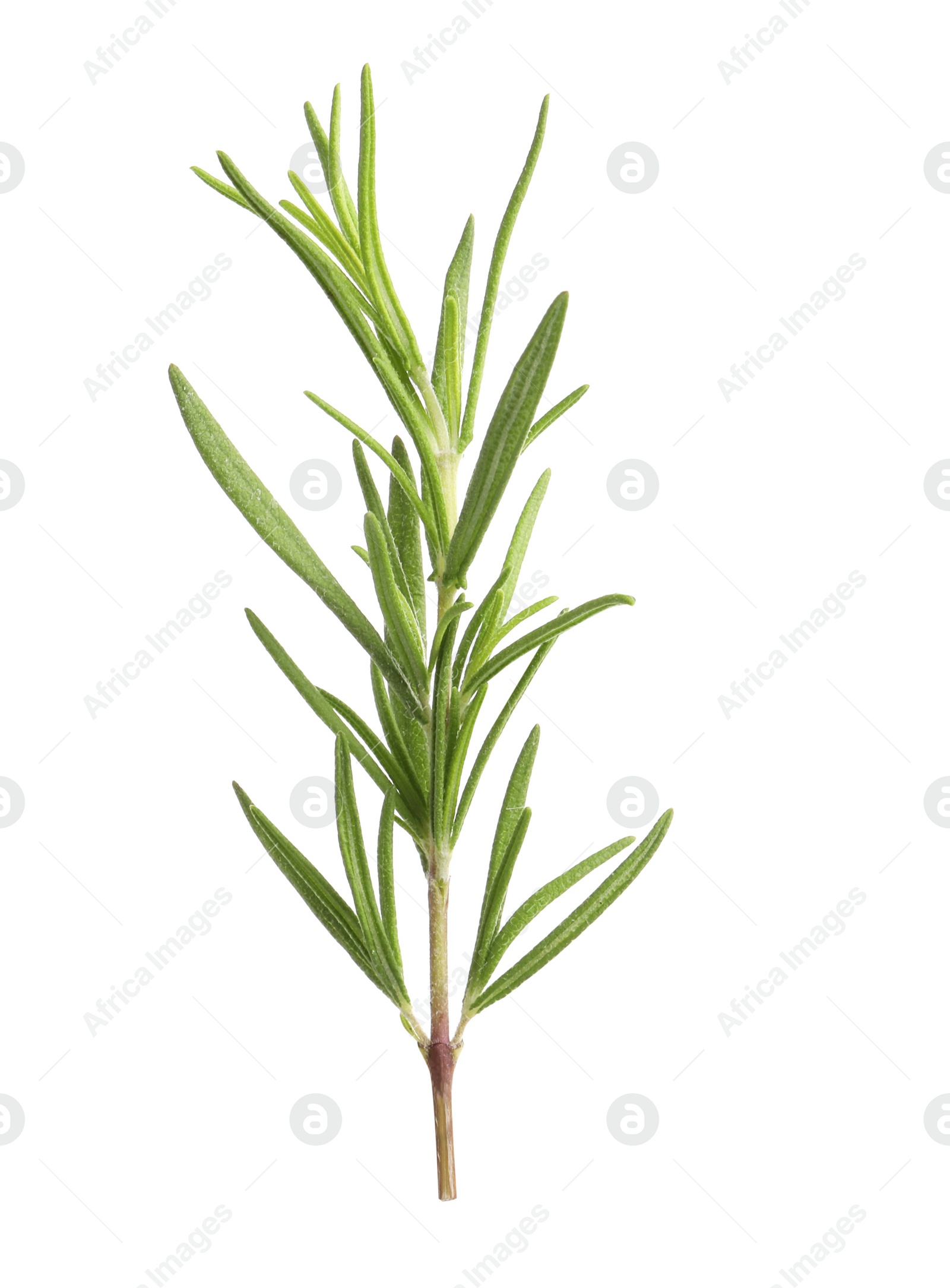 Photo of Aromatic rosemary sprig isolated on white. Fresh herb