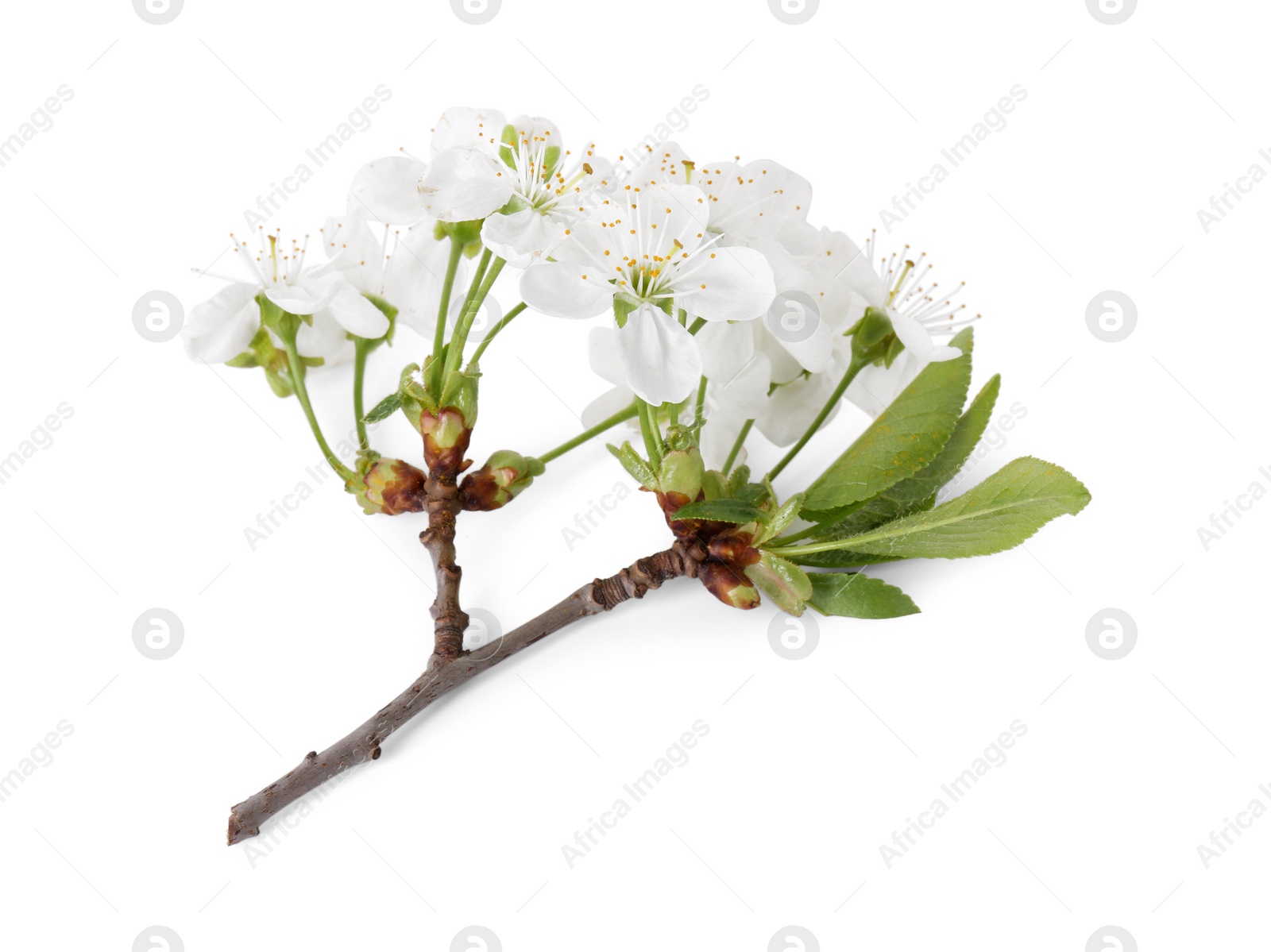 Photo of Spring branch with beautiful blossoms and leaves isolated on white