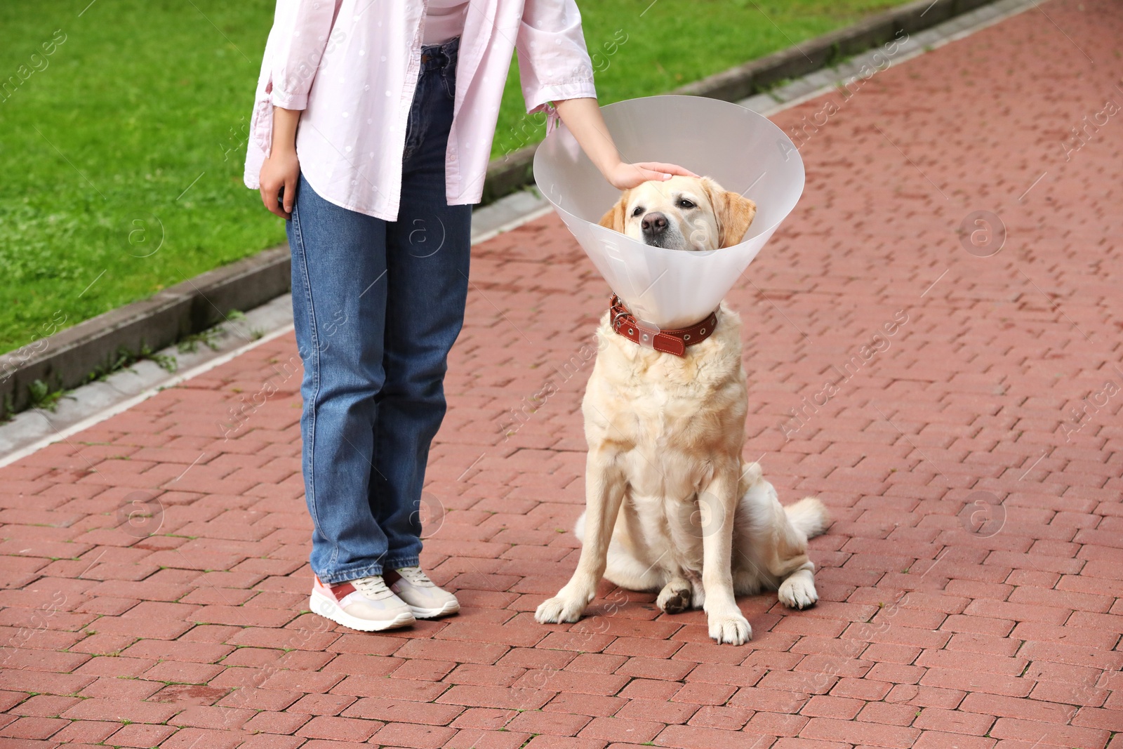 Photo of Woman petting her adorable Labrador Retriever dog in Elizabethan collar outdoors, closeup