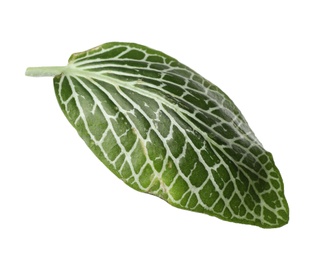 Leaf of tropical fittonia plant on white background