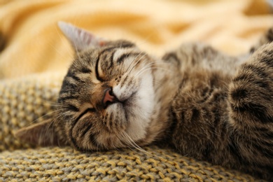 Photo of Cute tabby cat lying on knitted blanket, closeup. Lovely pet