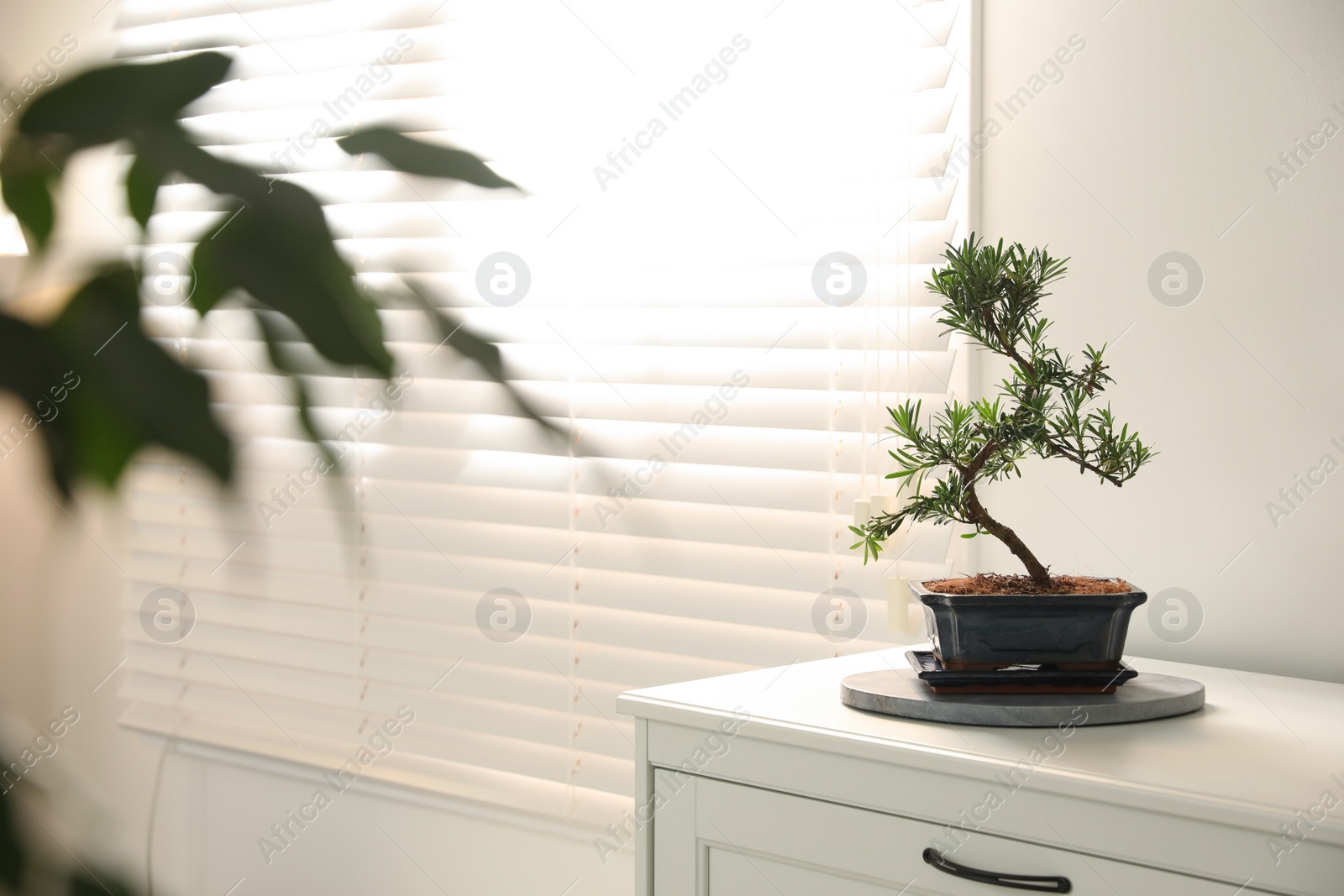 Photo of Japanese bonsai plant on cabinet indoors, space for text. Creating zen atmosphere at home