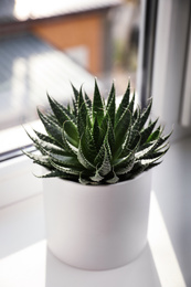 Photo of Beautiful succulent plant on windowsill at home