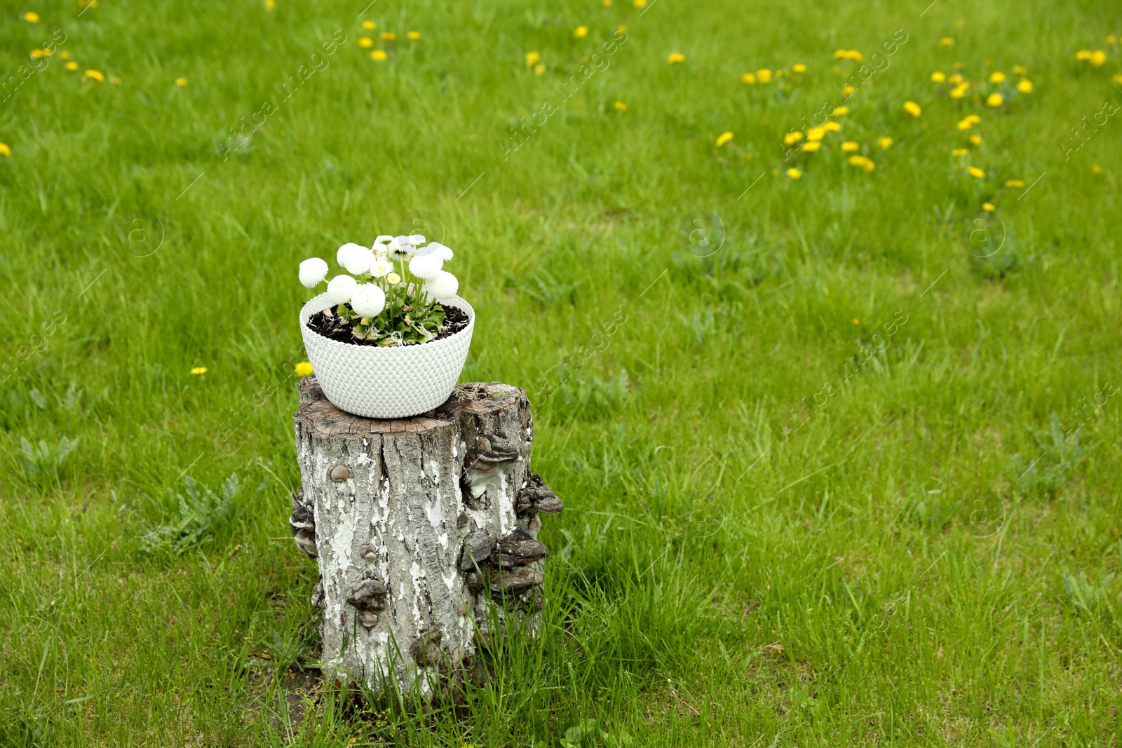 Photo of Beautiful blooming daisies in garden. Space for text