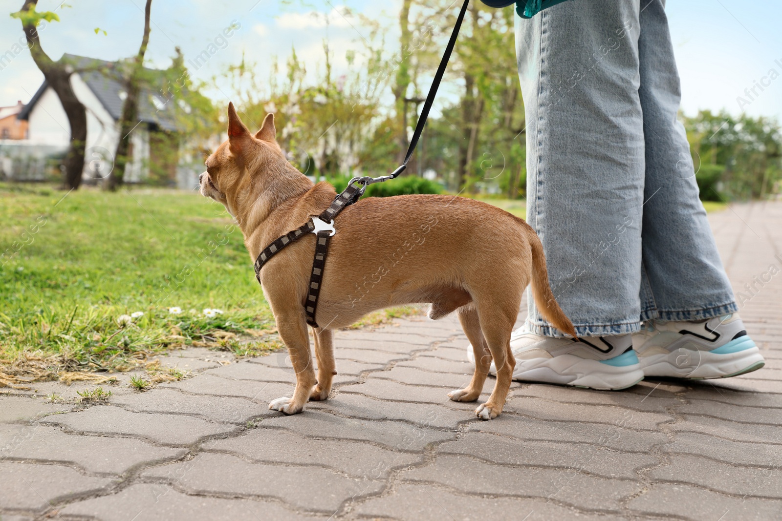 Photo of Owner walking with her chihuahua dog in park, closeup