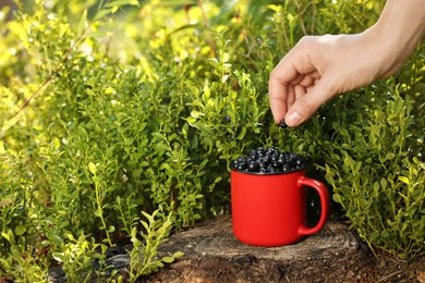 Photo of Woman picking up bilberries in forest, closeup