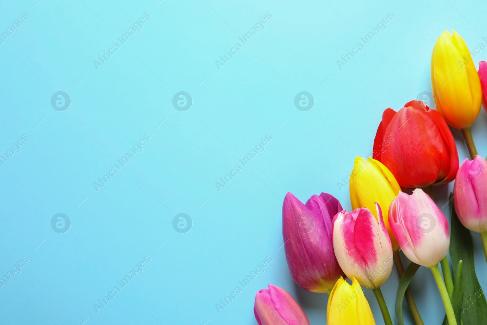 Photo of Beautiful spring tulip flowers on color background, top view. Space for text