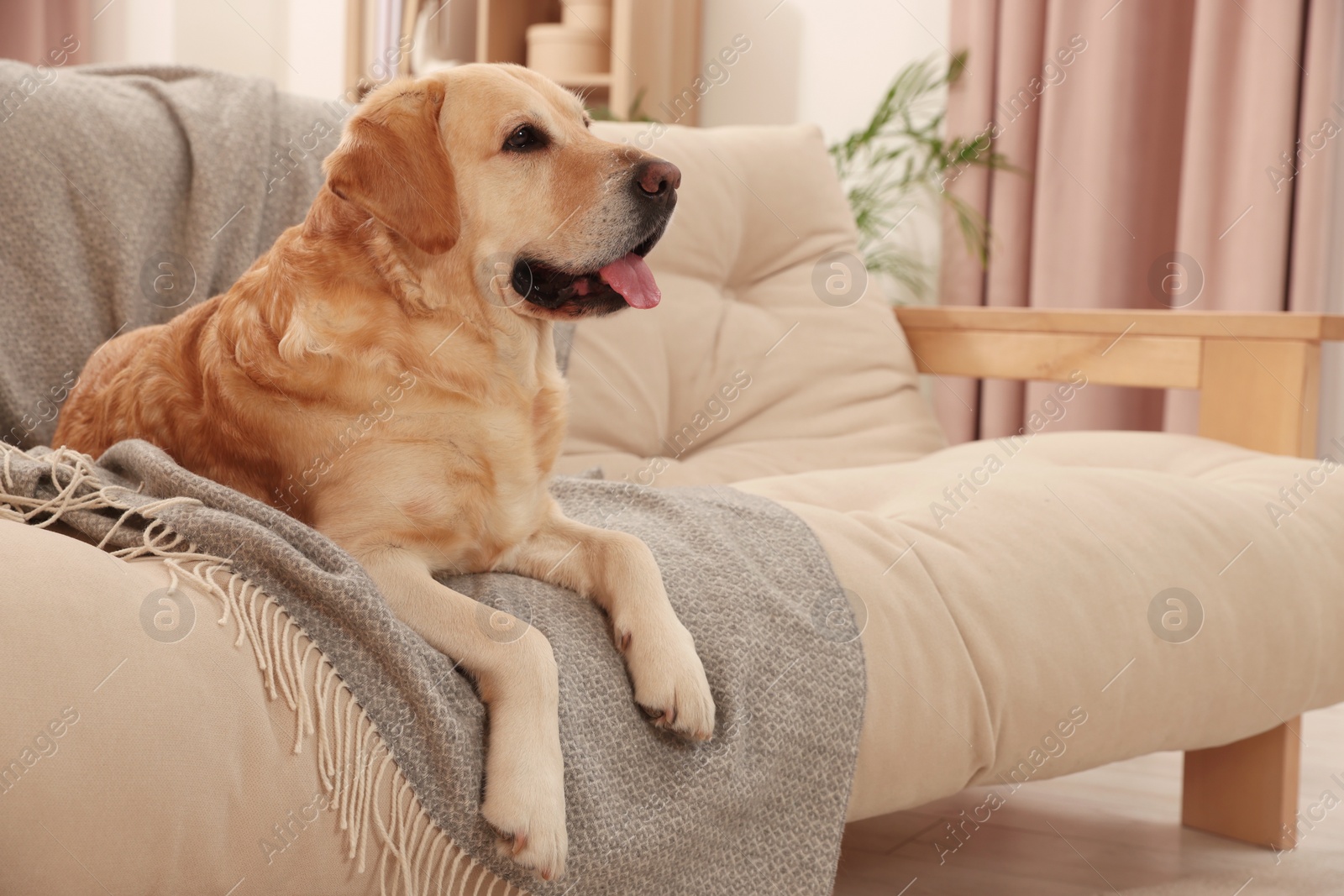 Photo of Cute Golden Labrador Retriever on couch in living room