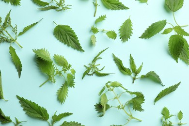 Photo of Fresh stinging nettle leaves on light blue background, flat lay