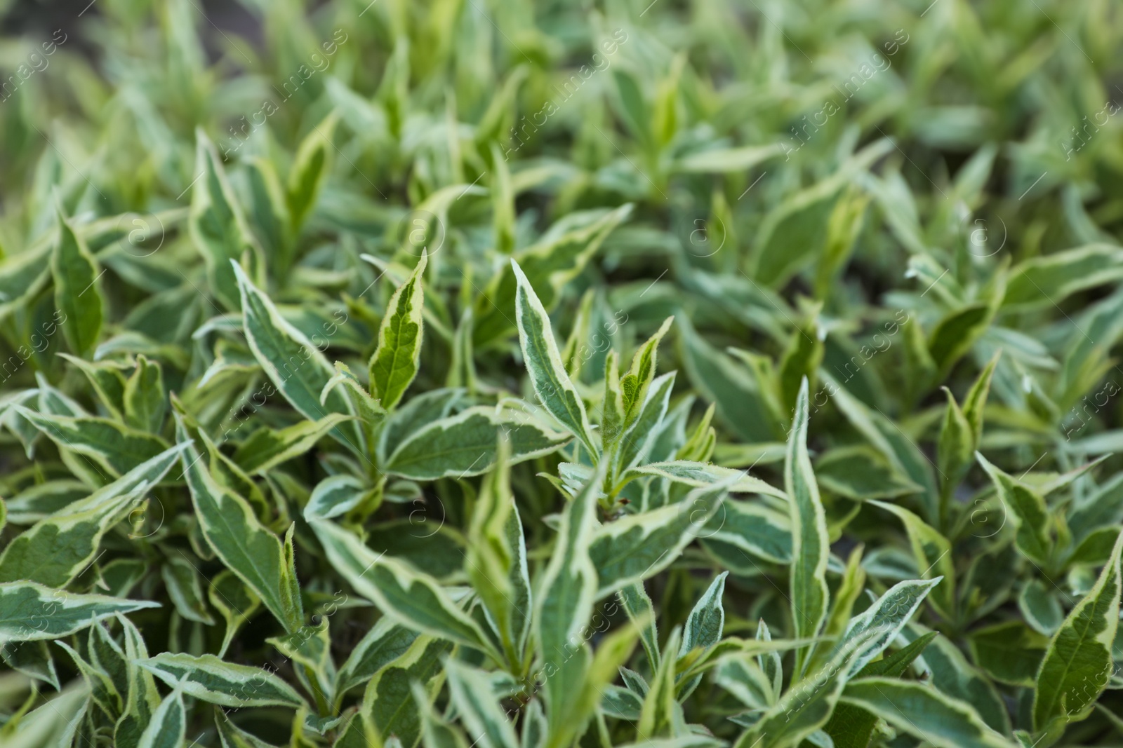 Photo of Beautiful Diervilla sessilifolia plant with green leaves, closeup. Gardening season