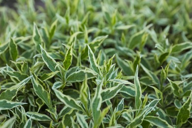 Photo of Beautiful Diervilla sessilifolia plant with green leaves, closeup. Gardening season