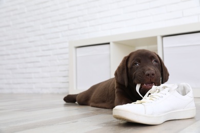 Photo of Chocolate Labrador Retriever puppy playing with sneaker on floor indoors