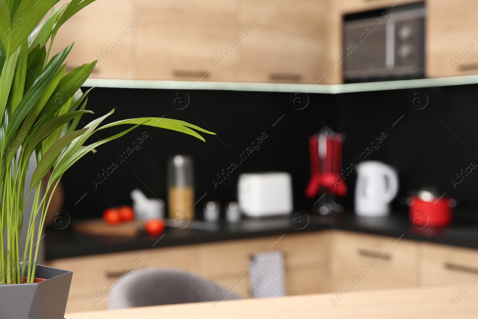 Photo of Green plant and blurred view of kitchen interior on background