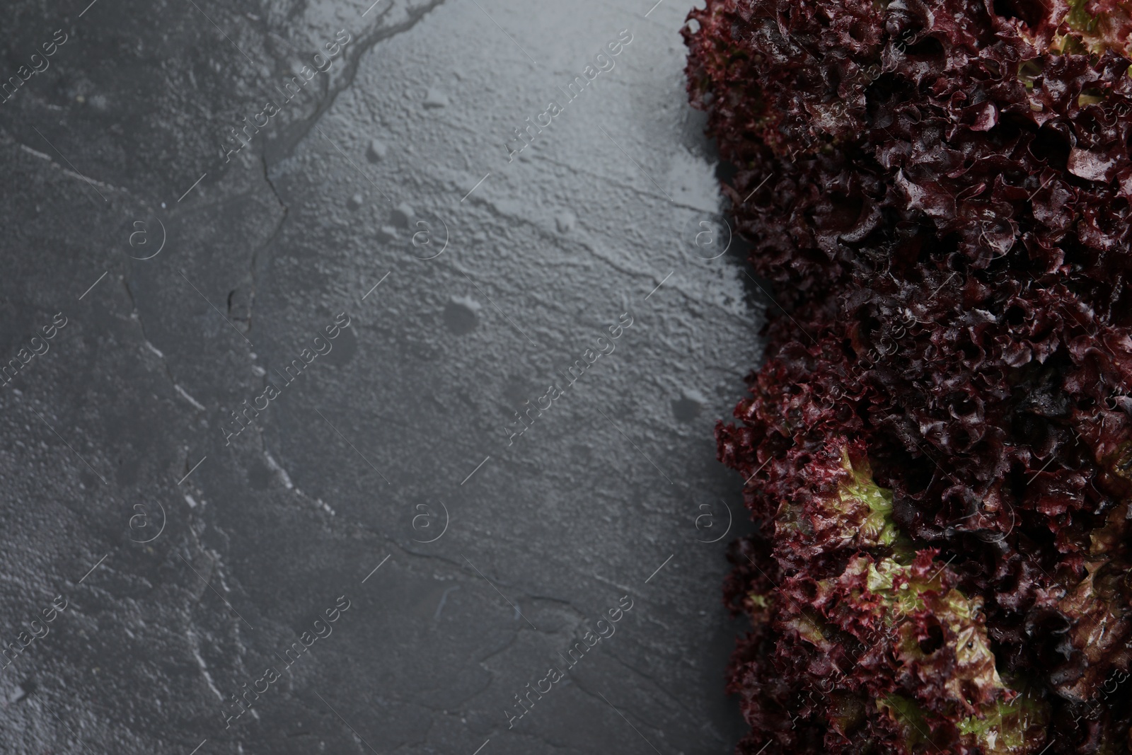 Photo of Fresh red coral lettuce on grey table, top view. Space for text