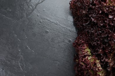 Photo of Fresh red coral lettuce on grey table, top view. Space for text
