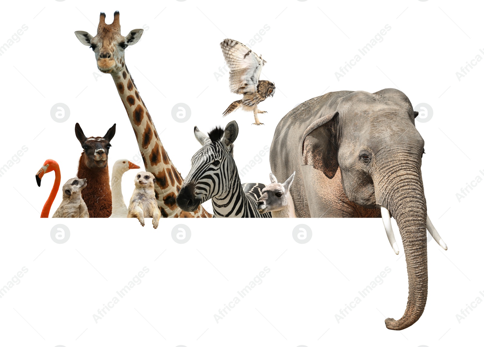 Image of Group of different wild animals standing behind banner on white background, collage