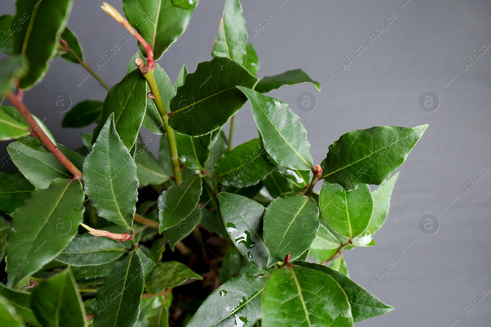 Photo of Bay tree with green leaves growing on grey background, closeup