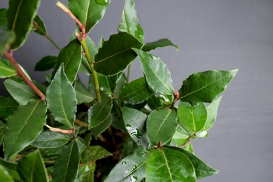 Bay tree with green leaves growing on grey background, closeup