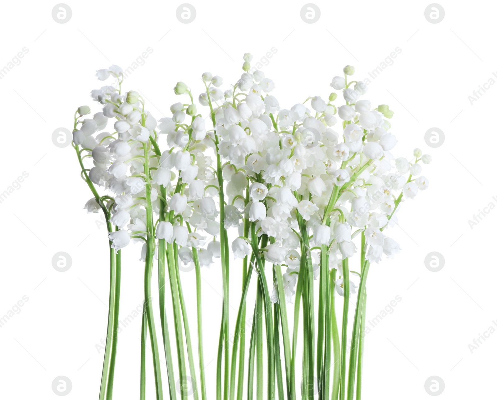 Photo of Beautiful lily of the valley flowers isolated on white