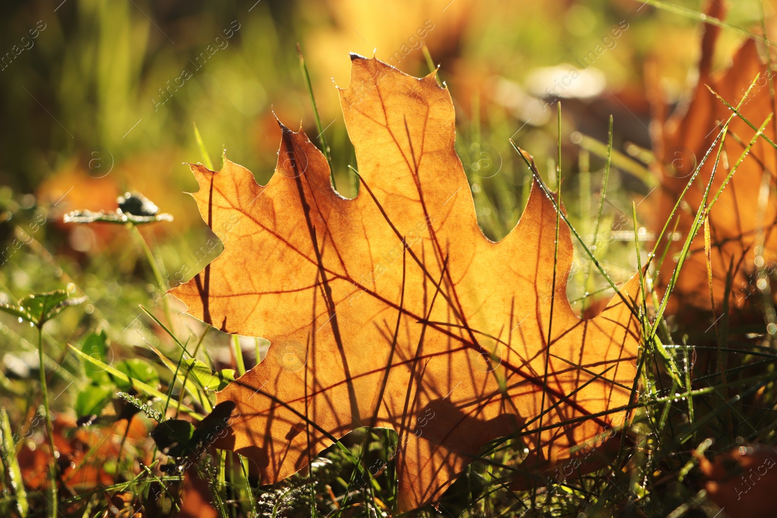 Photo of Beautiful fallen leaf among green grass outdoors on sunny autumn day, closeup