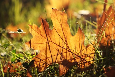 Beautiful fallen leaf among green grass outdoors on sunny autumn day, closeup