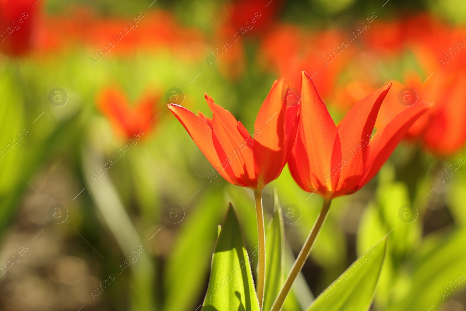 Photo of Beautiful red tulips growing outdoors on sunny day, closeup