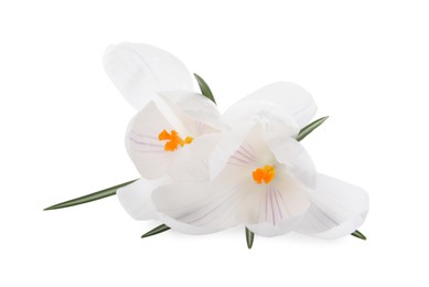 Photo of Beautiful fresh crocus flowers on white background