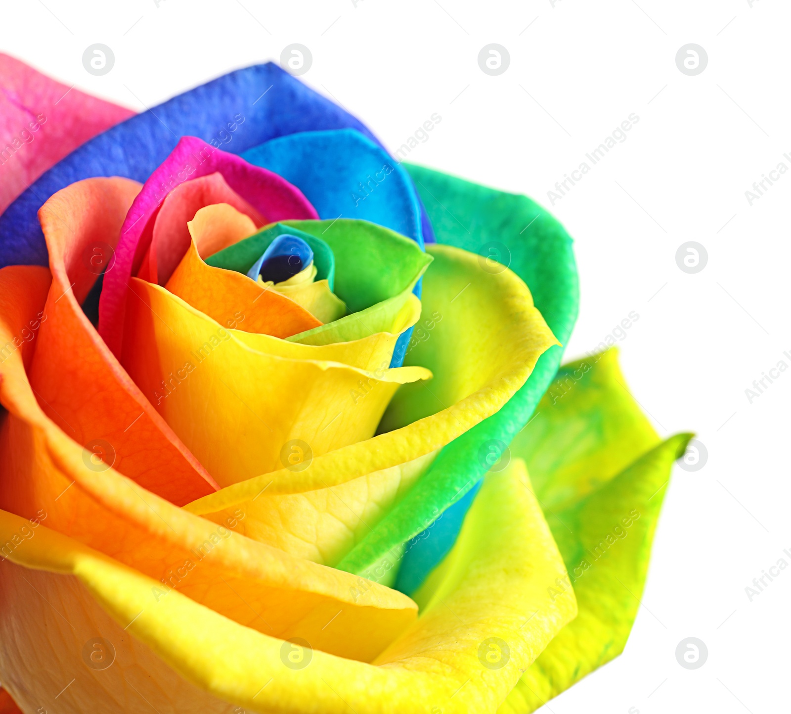 Photo of Amazing rainbow rose flower on white background