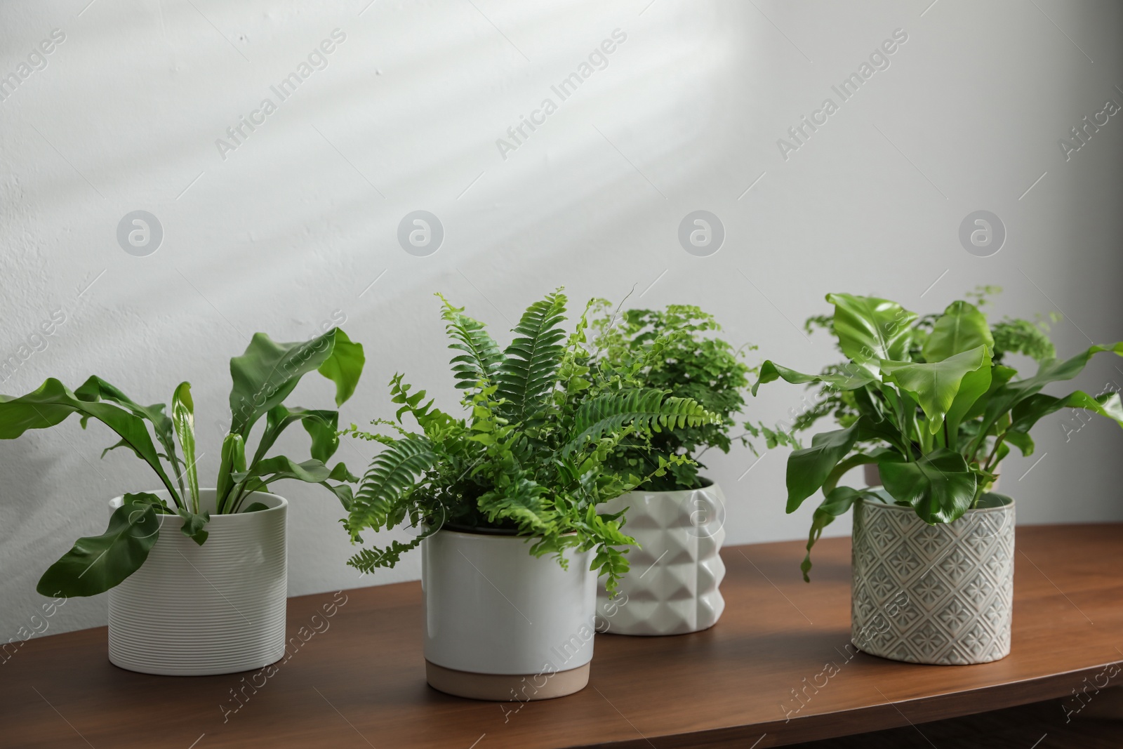 Photo of Beautiful fresh potted ferns on wooden table
