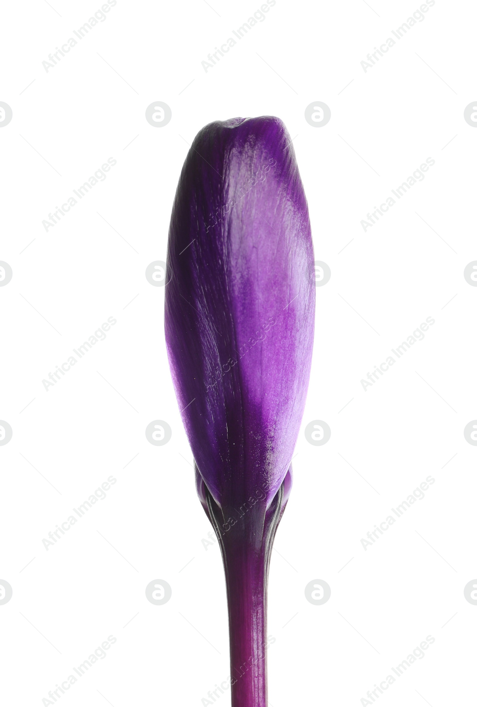 Photo of Beautiful spring crocus flower on white background