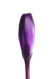 Beautiful spring crocus flower on white background