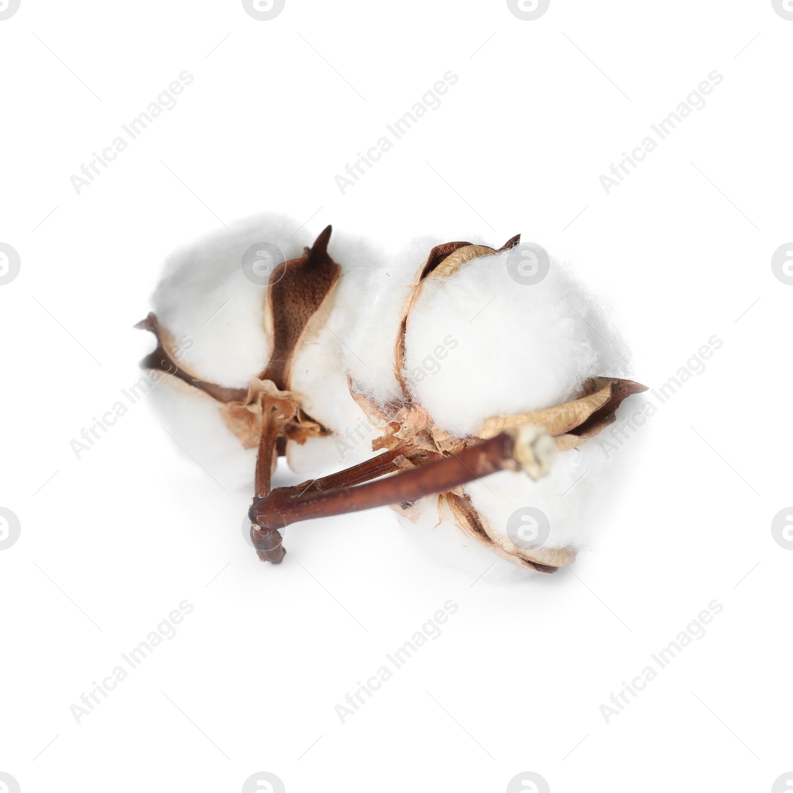 Photo of Beautiful fluffy cotton flowers on white background