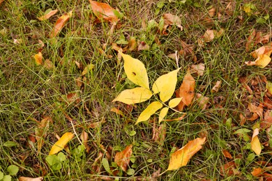 Photo of Fallen yellow leaves on grass in autumn, flat lay