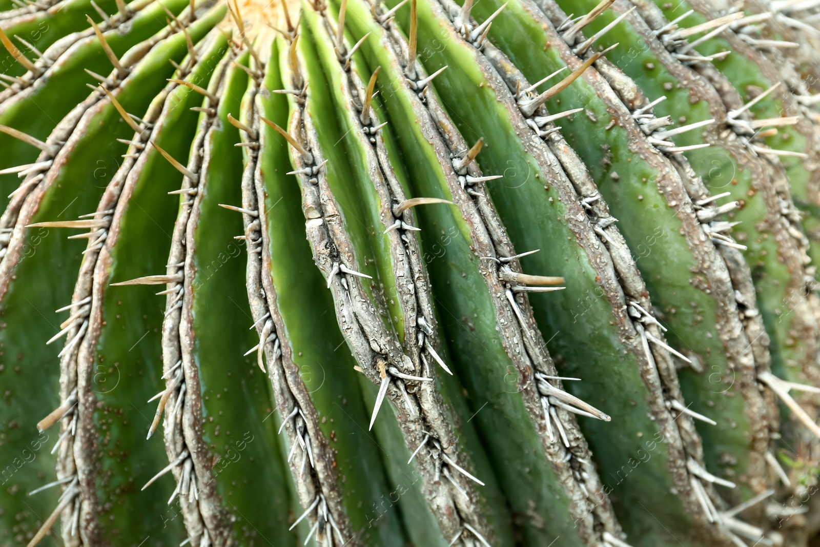 Photo of Closeup view of beautiful cactus. Tropical plant