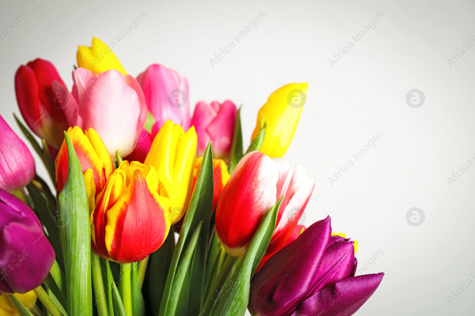 Photo of Beautiful bright spring tulips on white background