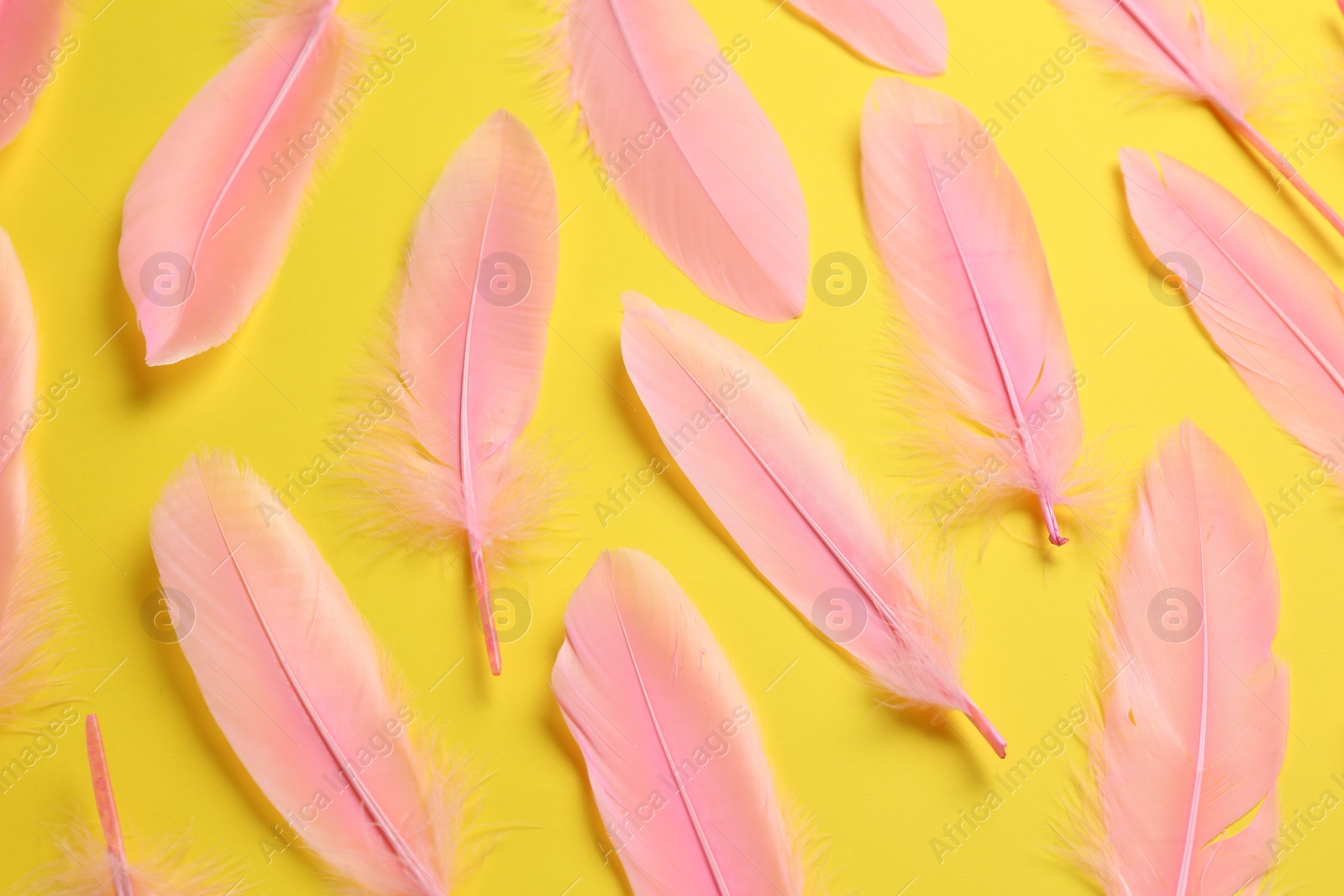 Photo of Beautiful pink feathers on yellow background, flat lay