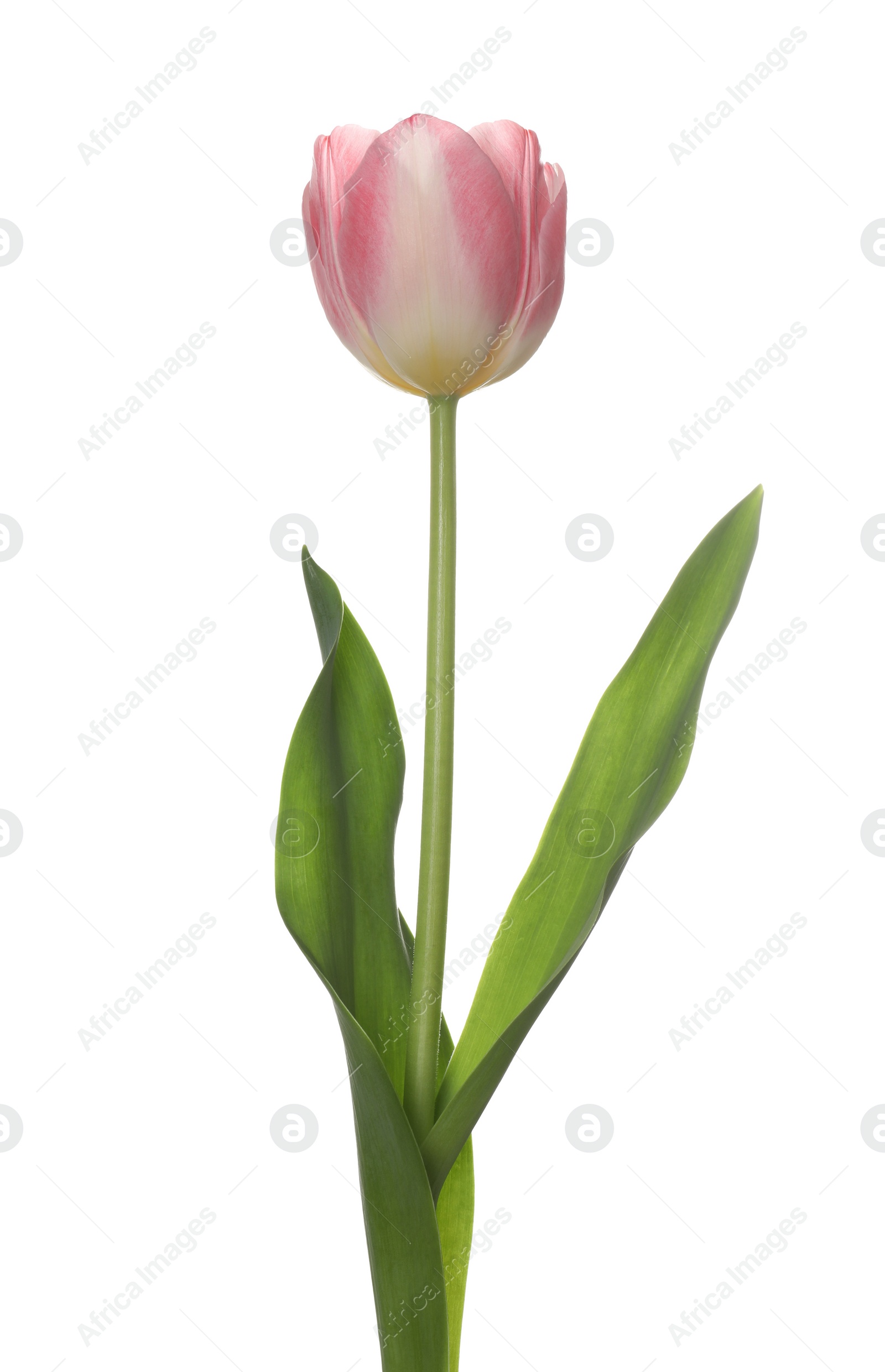 Photo of Beautiful pink tulip flower isolated on white